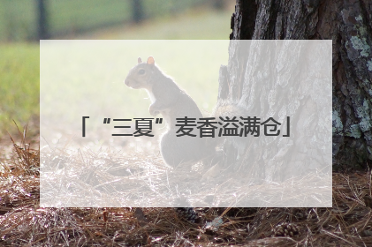 “三夏”麦香溢满仓