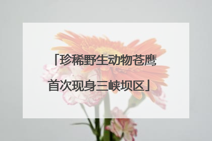 珍稀野生动物苍鹰首次现身三峡坝区