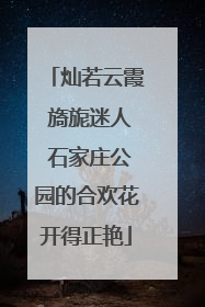 灿若云霞 旖旎迷人 石家庄公园的合欢花开得正艳