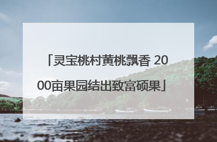 灵宝桃村黄桃飘香 2000亩果园结出致富硕果