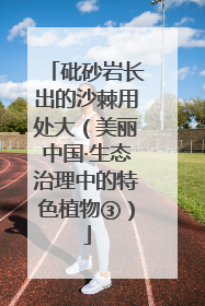 砒砂岩长出的沙棘用处大（美丽中国·生态治理中的特色植物③）
