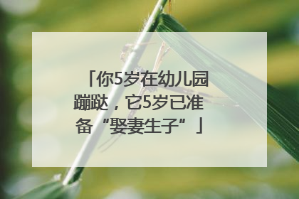 你5岁在幼儿园蹦跶，它5岁已准备“娶妻生子”