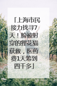 上海市民接力找寻7天！脸被射穿的狸花猫获救，医药费1天筹到四千多