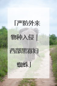 严防外来物种入侵｜西部黑寡妇蜘蛛