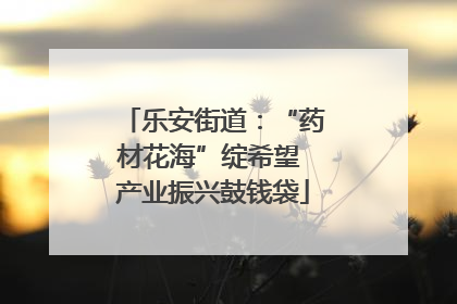 乐安街道：“药材花海”绽希望 产业振兴鼓钱袋