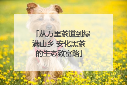 从万里茶道到绿满山乡 安化黑茶的生态致富路