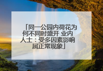 同一公园内荷花为何不同时盛开 业内人士：受多因素影响 属正常现象