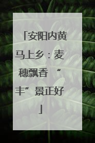 安阳内黄马上乡：麦穗飘香 “丰”景正好
