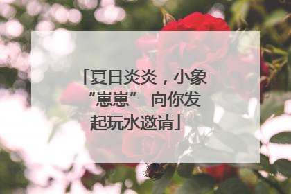 夏日炎炎，小象“崽崽” 向你发起玩水邀请
