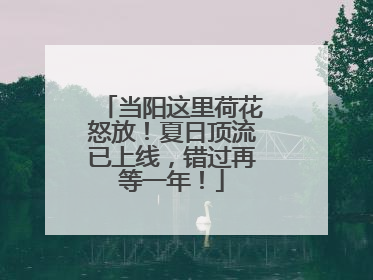 当阳这里荷花怒放！夏日顶流已上线，错过再等一年！