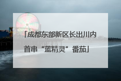 成都东部新区长出川内首串“蓝精灵”番茄