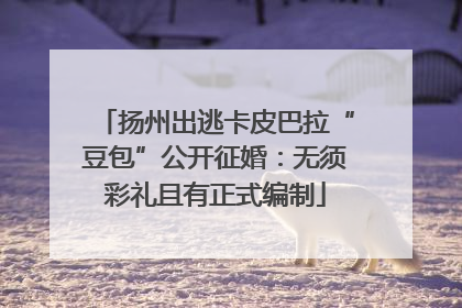 扬州出逃卡皮巴拉“豆包”公开征婚：无须彩礼且有正式编制