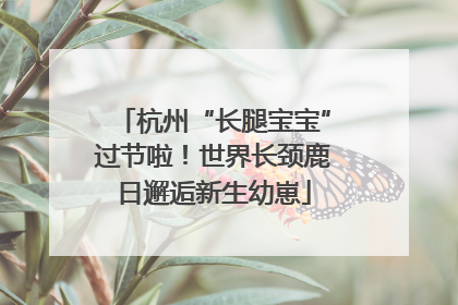 杭州“长腿宝宝”过节啦！世界长颈鹿日邂逅新生幼崽