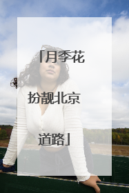 月季花扮靓北京道路