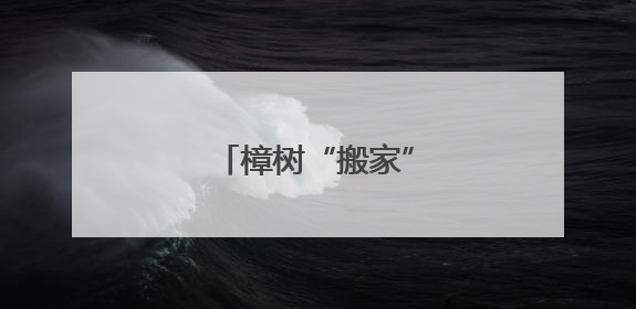 樟树“搬家”，邻里和好