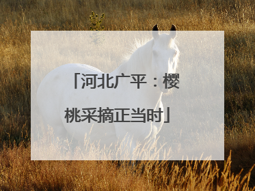 河北广平：樱桃采摘正当时