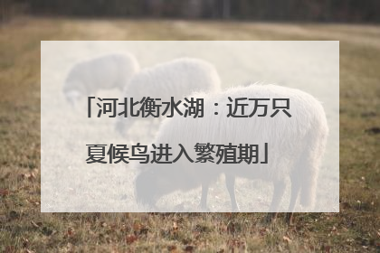 河北衡水湖：近万只夏候鸟进入繁殖期