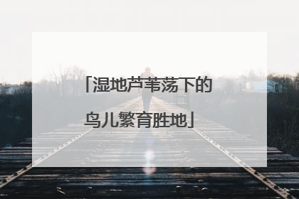 湿地芦苇荡下的鸟儿繁育胜地