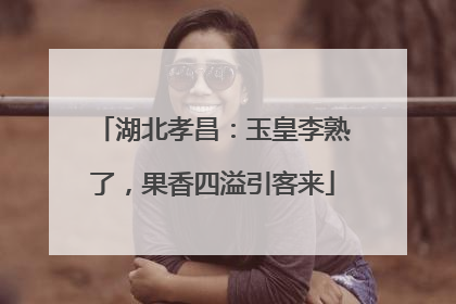 湖北孝昌：玉皇李熟了，果香四溢引客来