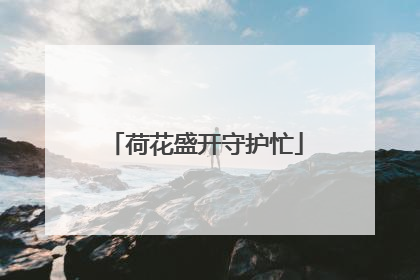 荷花盛开守护忙