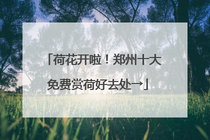 荷花开啦！郑州十大免费赏荷好去处→