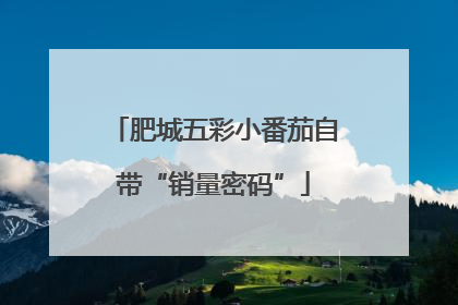 肥城五彩小番茄自带“销量密码”