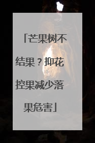 芒果树不结果？抑花控果减少落果危害
