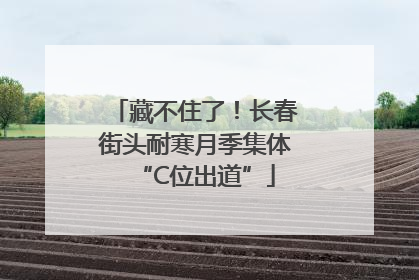 藏不住了！长春街头耐寒月季集体“C位出道”