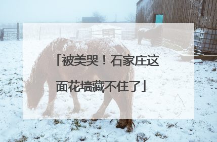 被美哭！石家庄这面花墙藏不住了