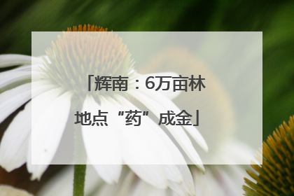 辉南：6万亩林地点“药”成金