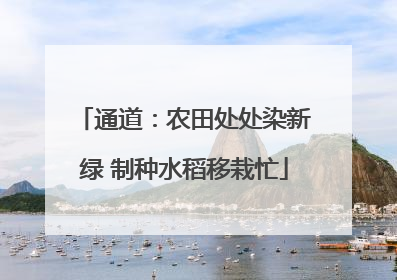通道：农田处处染新绿 制种水稻移栽忙