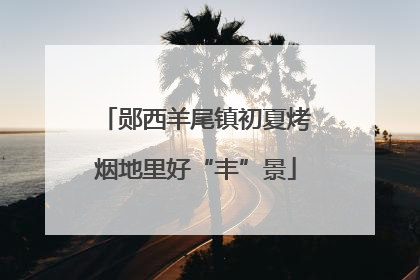 郧西羊尾镇初夏烤烟地里好“丰”景