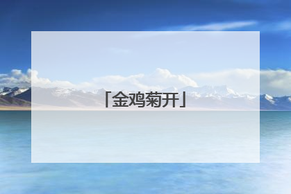 金鸡菊开