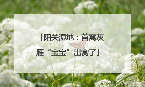 阳关湿地：首窝灰雁“宝宝”出窝了