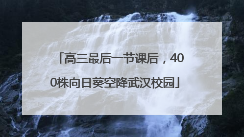 高三最后一节课后，400株向日葵空降武汉校园