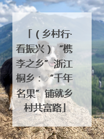 （乡村行·看振兴）“槜李之乡”浙江桐乡：“千年名果”铺就乡村共富路
